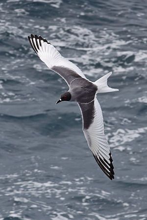 Swallow-tailed gull