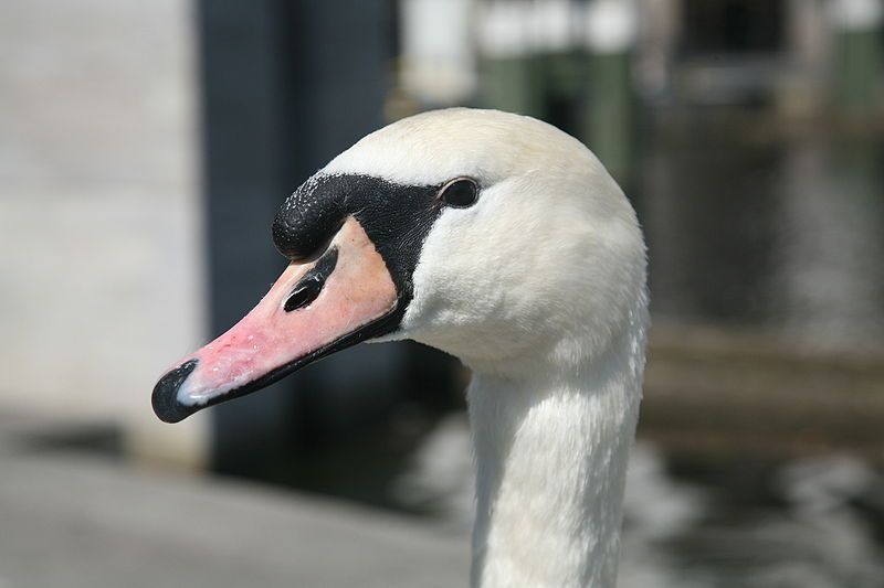 File:Swan portrait.jpg