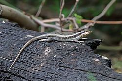 African striped skink