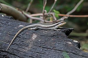 Trachylepis striata skink