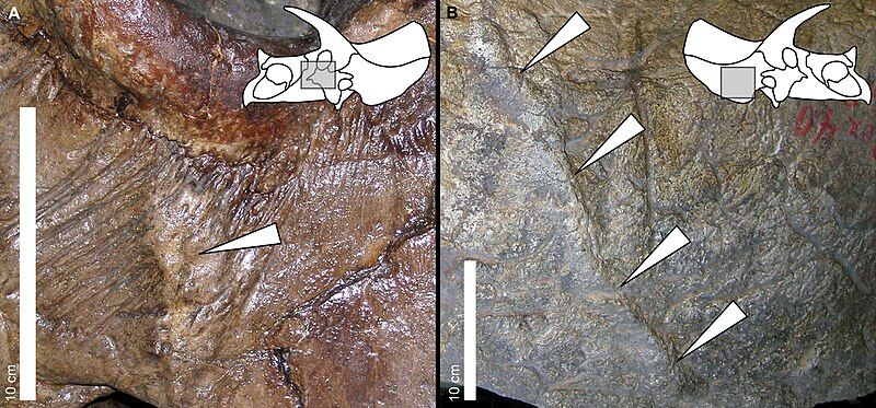 File:Triceratops lesions.jpg