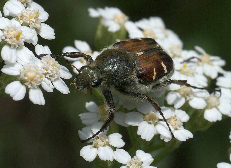 File:Trichiotinus piger P1050898a.jpg