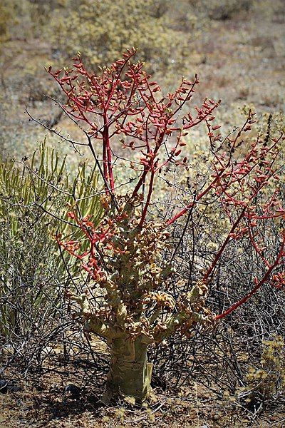 File:Tylecodon paniculatus01.jpg