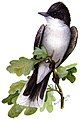 Eastern kingbird, from The Second Book of Birds (1901)