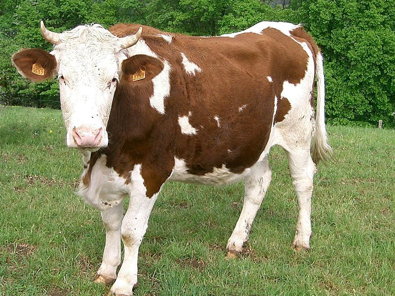 File:Vache Montbéliarde.jpg