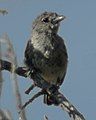 Gray Vireo, Sandoval County