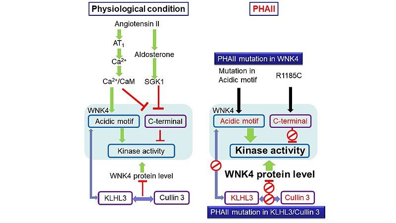 File:WNK4 PHAII.jpg