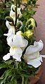 White snapdragon flower