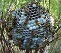 Polistes dominula (European paper wasp), invasive in Western Australia.