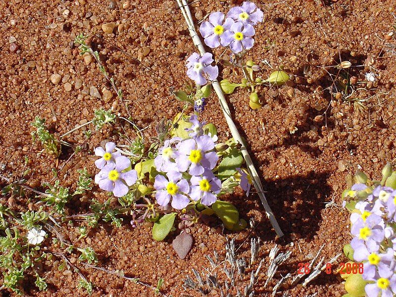 File:Zaluzianskya sp2 Vaalputs.JPG