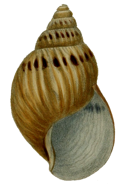 File:Achatina zebra.png