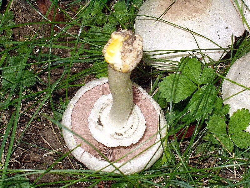 File:Agaricus xanthoderma eF.jpg