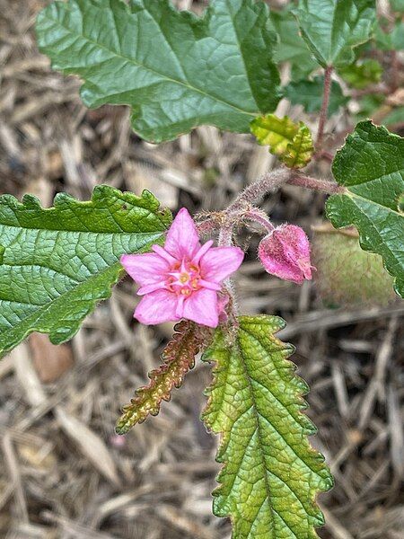 File:Androcalva rosea.jpg