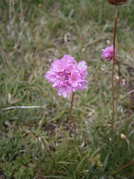 File:Armeria alpina 02.JPG