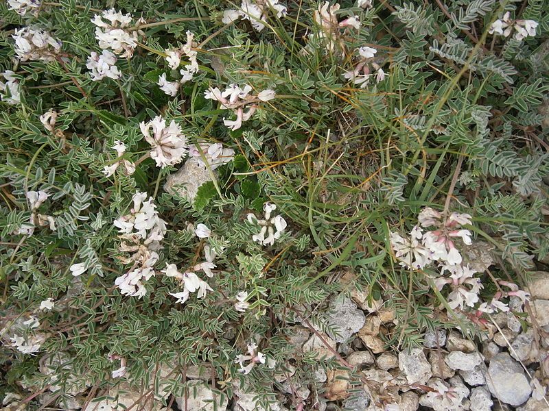 File:Astragalus australis 001.JPG