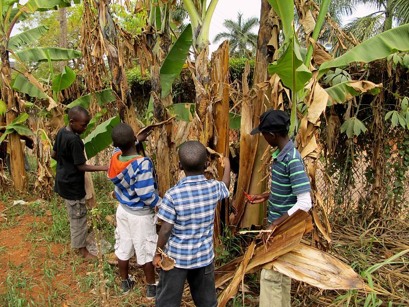 File:Banana fibre activity.JPG