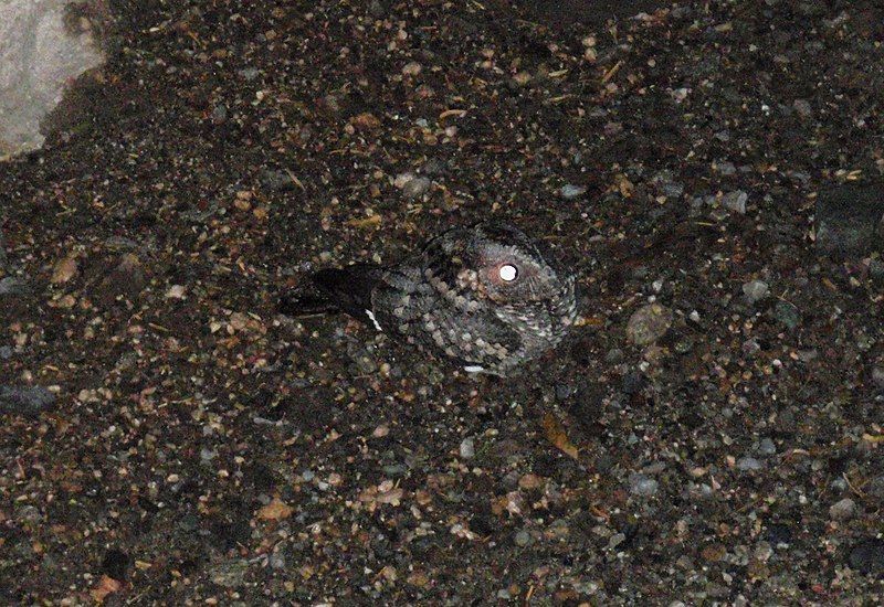 File:Band-winged Nightjar.jpg