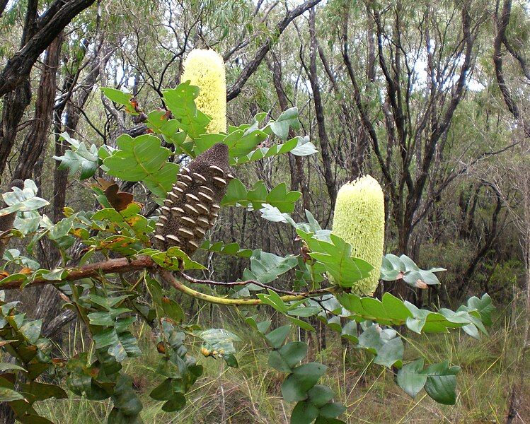 File:Banksia Torndirrup.jpg