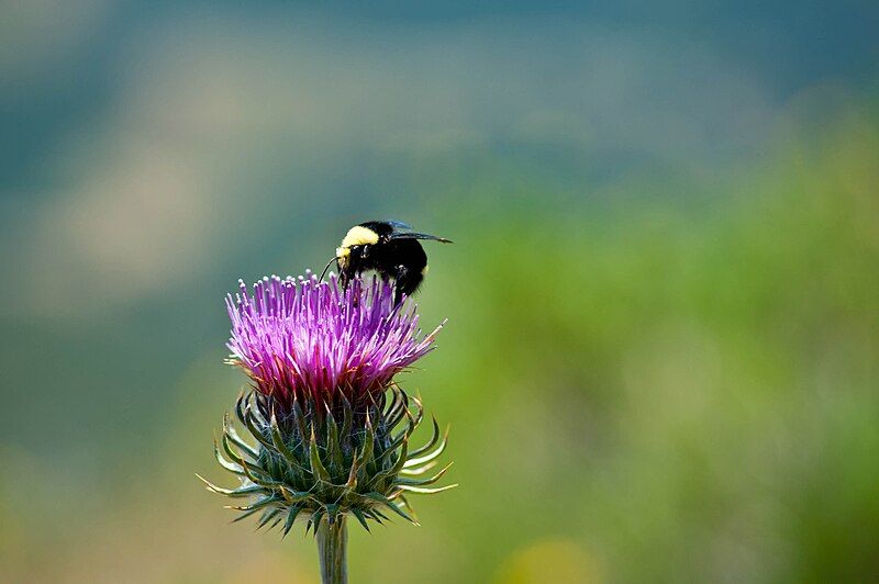 File:Bee and Thistle.jpg