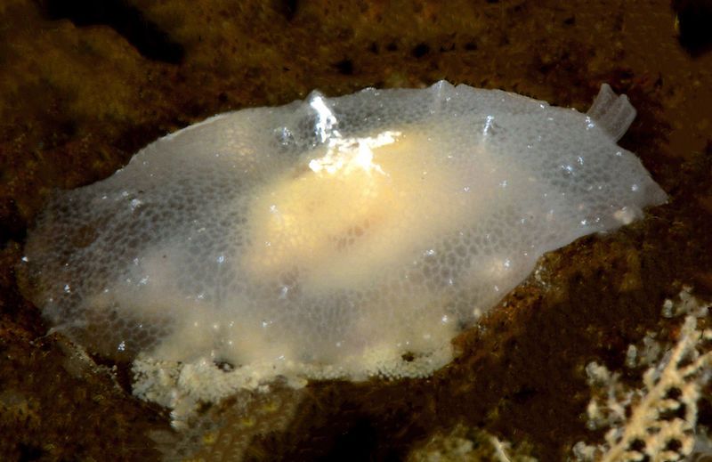 File:Berthella stellata Réunion.jpg