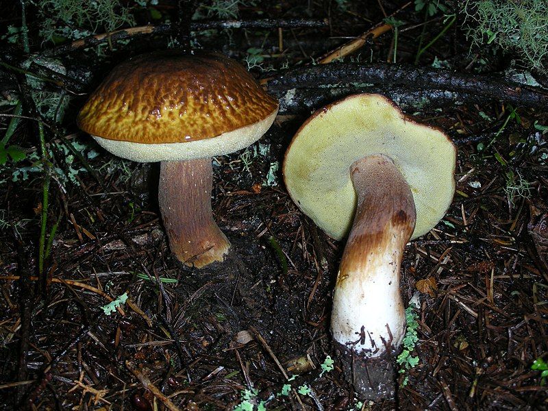 File:Boletus fibrillosus 7894.jpg