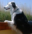 Border Collie