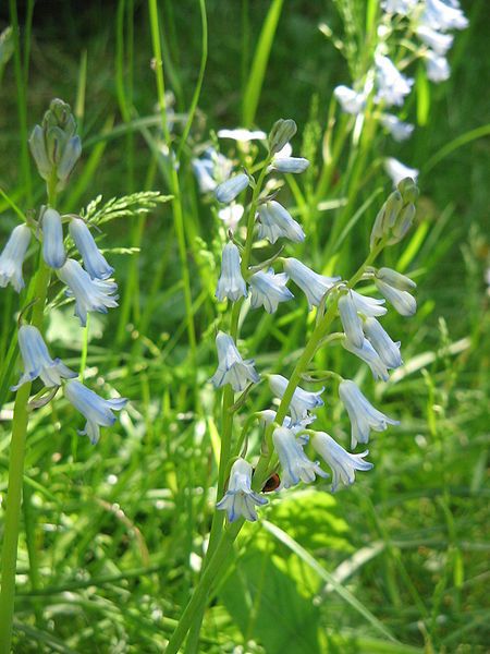 File:Brimeura amethystina09.jpg