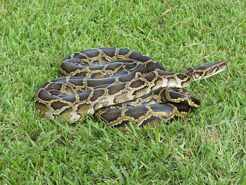 File:Burmese python (6887388927).jpg