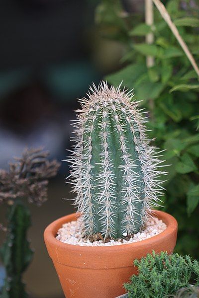 File:Cactus (34).jpg