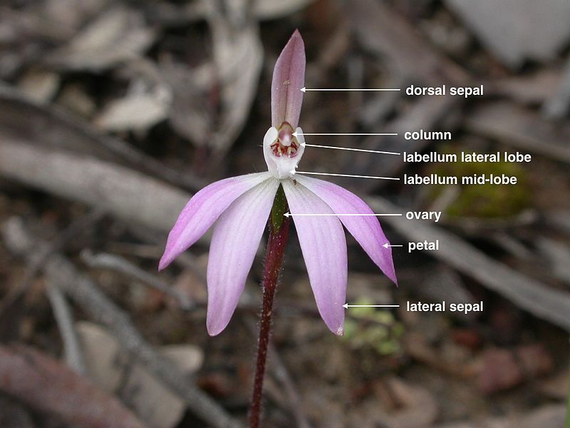 File:Caladenia fuscata labelled.jpg