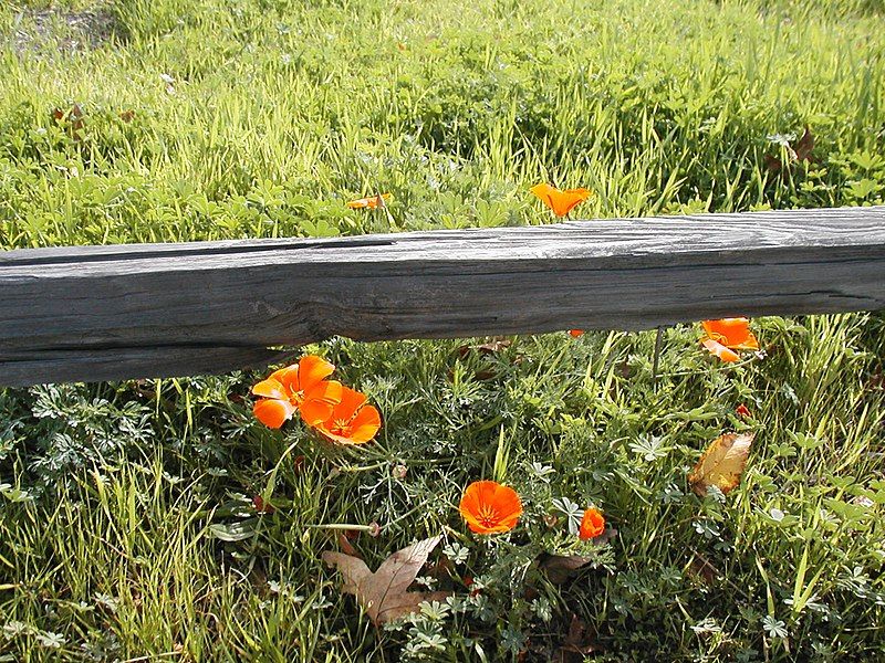 File:California poppies.jpg