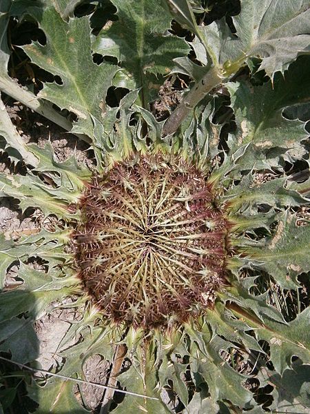 File:Carlina acanthifolia 02.JPG