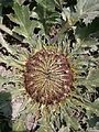 Carlina acanthifolia