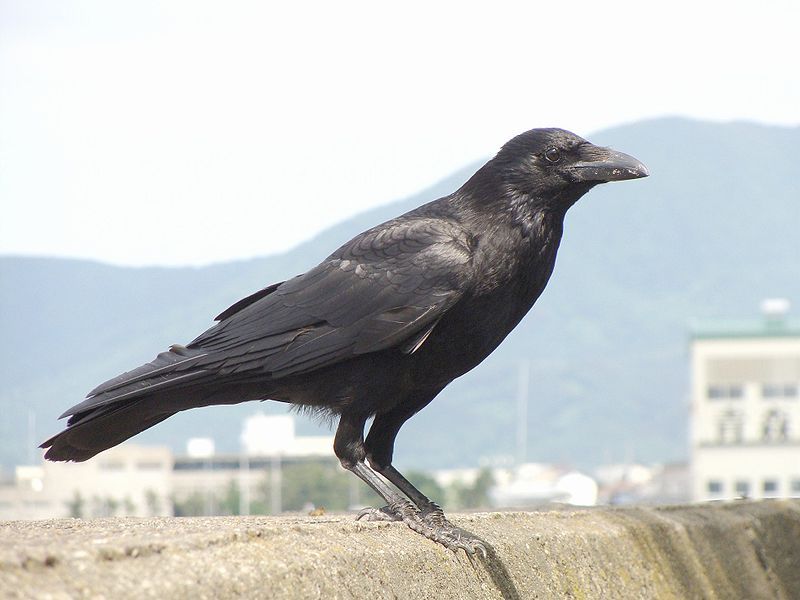 File:Carrion crow 20090612.jpg