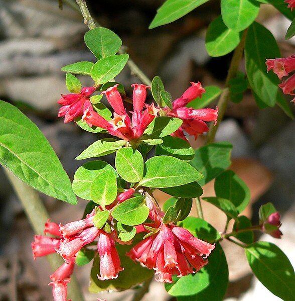 File:Cestrum fasciculatum 3.jpg