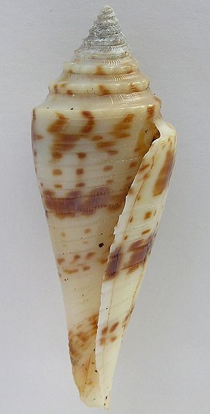 File:Conus ichinoseana 001.jpg