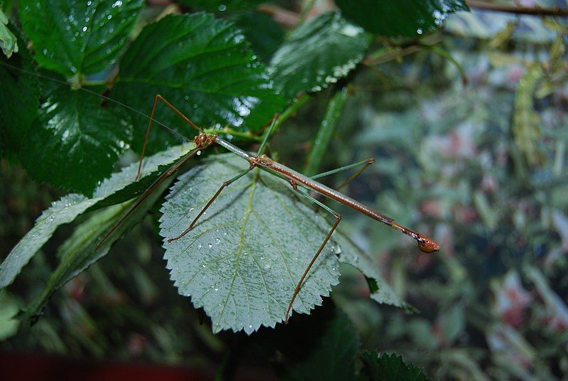 File:Cranadium gibbosum Männchen.JPG