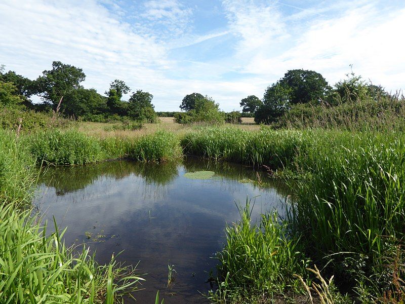 File:Crostwick Marsh 6.jpg