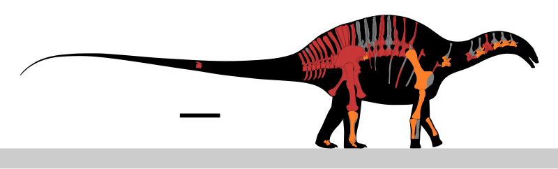 File:Dicraeosaurus sattleri Skeletal.svg