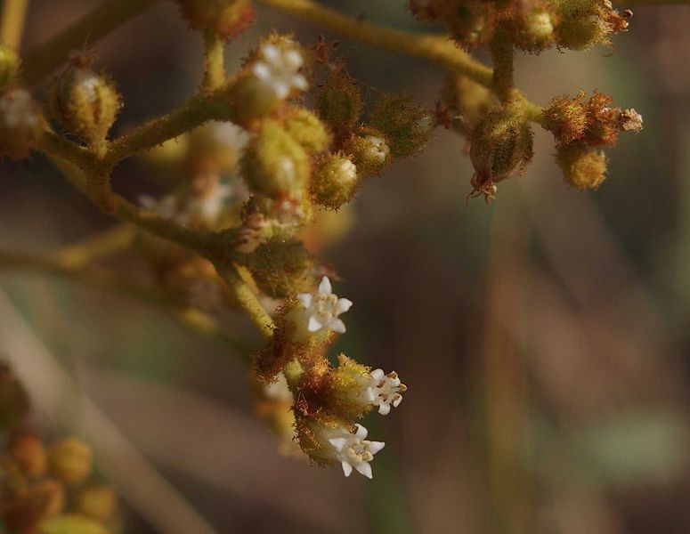 File:Dicrastylis exsuccosa flowers.jpg