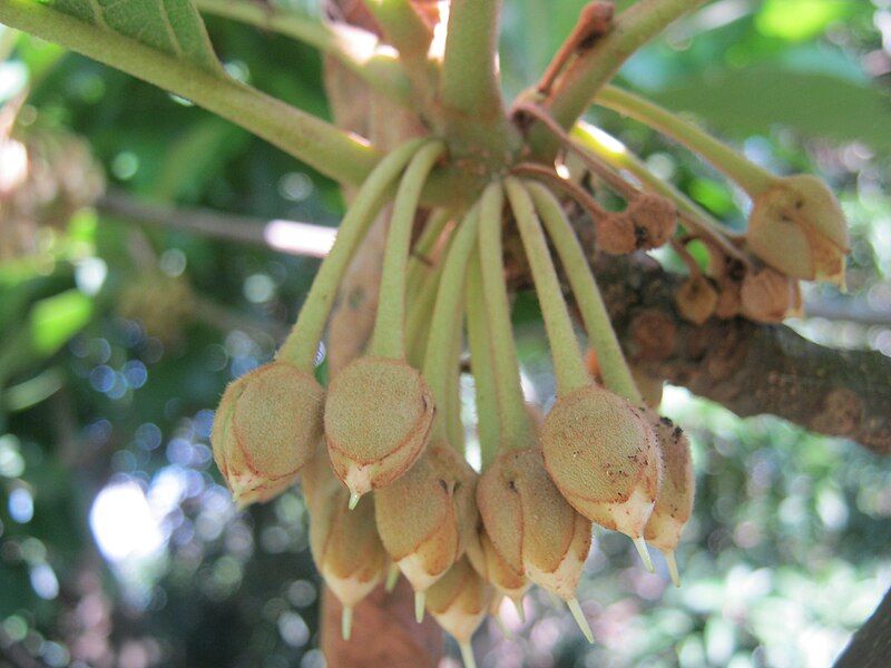 File:Diploknema butyracea Flower.JPG