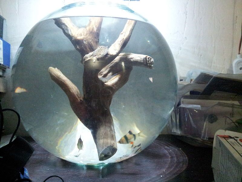 File:Driftwood in fishbowl.jpeg