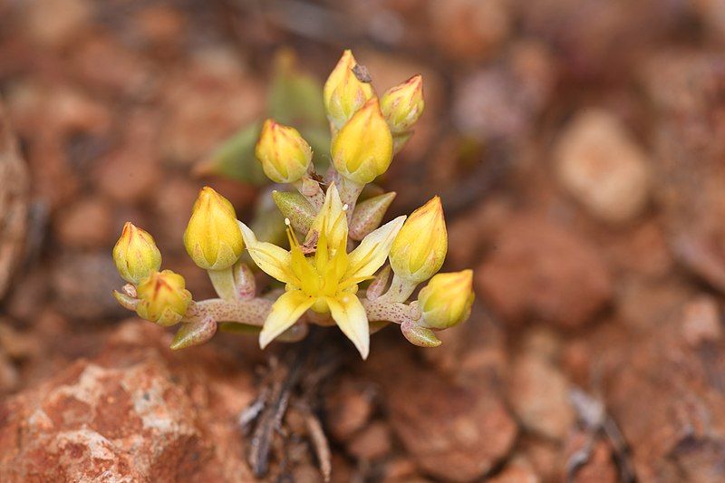 File:Dudleya variegata 186339435.jpg