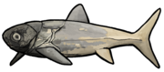 Enseosteus marocanensis