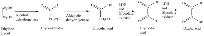 File:Ethylene glycol toxication.png