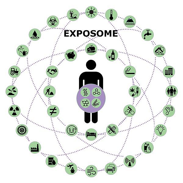 File:Exposome nruaux.jpg