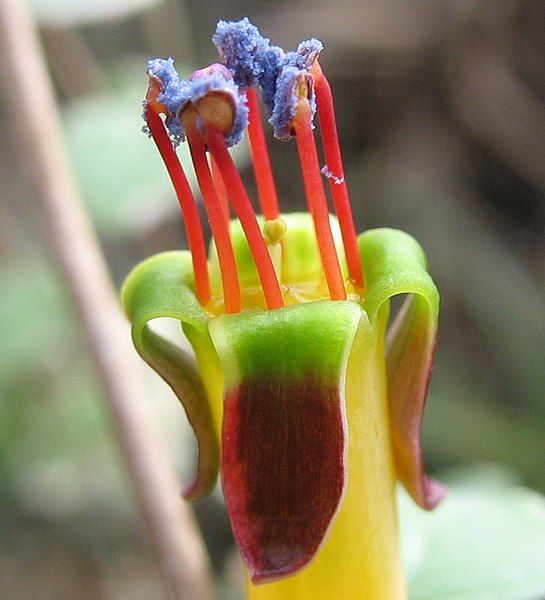 File:Fuchsia procumbens Pollen.jpg