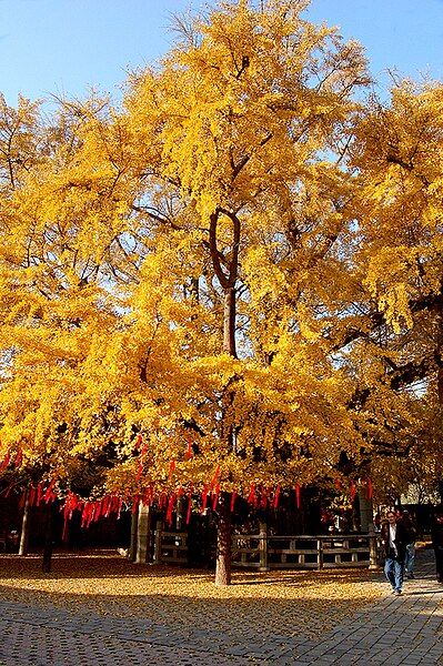 File:Fulai mountain.jpg