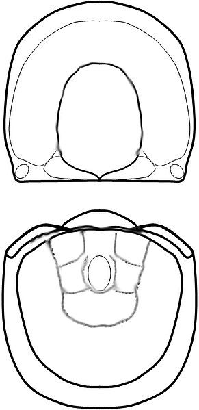 File:Galbagnostus galba linedrawing.jpg