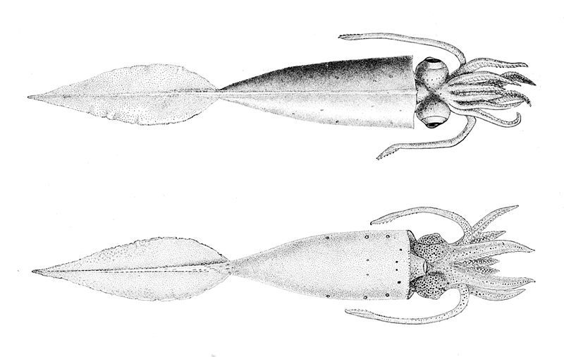 File:Galiteuthis phyllura.jpg